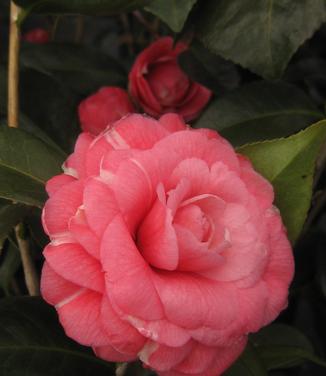 Camellia x April Kiss