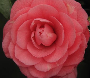 Camellia x 'April Kiss'