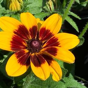 Rudbeckia hirta Denver Daisy