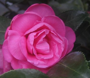 Camellia x 'Winter's Joy'