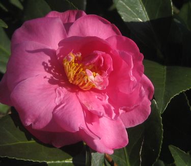 Camellia x Winter's Joy