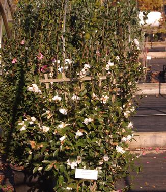 Camellia x Winter's Snowman (Espalier)