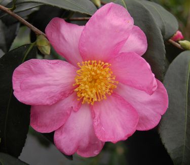 Camellia x 'Winter's Star'
