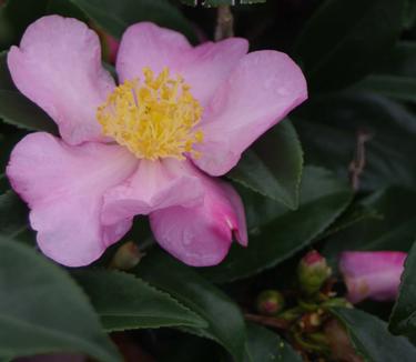 Camellia x Winter's Star 
