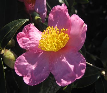 Camellia x Winter's Star