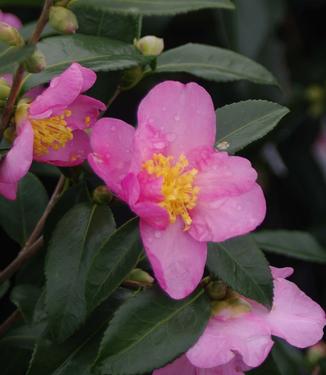 Camellia x Winter's Star 