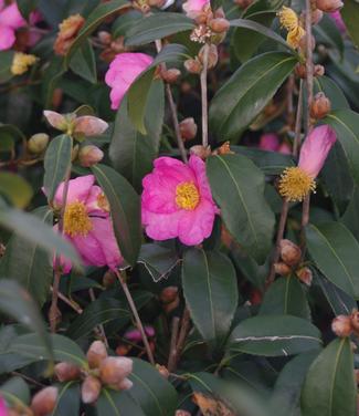 Camellia x Winter's Star