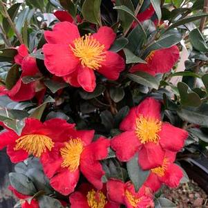 Camellia sasanqua Yuletide