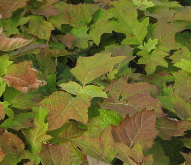 Hydrangea quercifolia Pee Wee - Oakleaf Hydrangea 