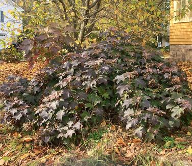 Hydrangea quercifolia Pee Wee