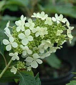 Hydrangea quercifolia 'Pee Wee' - Oakleaf Hydrangea 