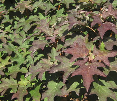 Hydrangea quercifolia Pee Wee (@ Morris Arb)