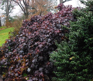 Hydrangea quercifolia Pee Wee @ Morris Arb