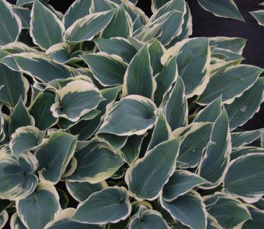 Hosta El Nino