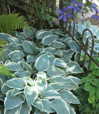 Hosta 'El Nino' - Plantain Lily