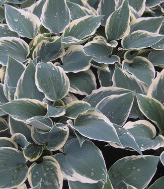 Hosta El Nino