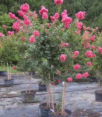 Lagerstroemia x 'Tuscarora' - Crapemyrtle #15