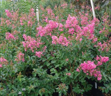 Lagerstroemia x Tuscarora - Crapemyrtle