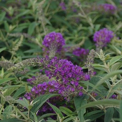 Buddleia x Lo & Behold® 'Purple Haze'