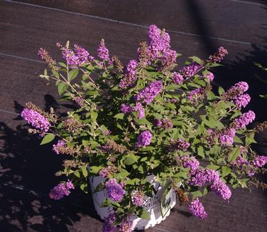 Buddleia x Lo & Behold 'Blue Chip' 