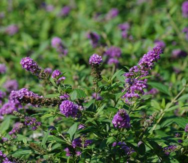 Buddleia x Lo & Behold 'Blue Chip' - Butterfly Bush