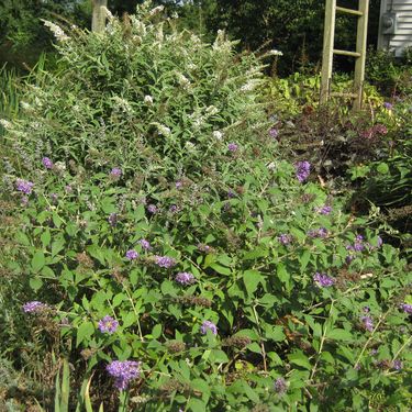 Buddleia x Lo & Behold® 'Blue Chip' (FRONT)