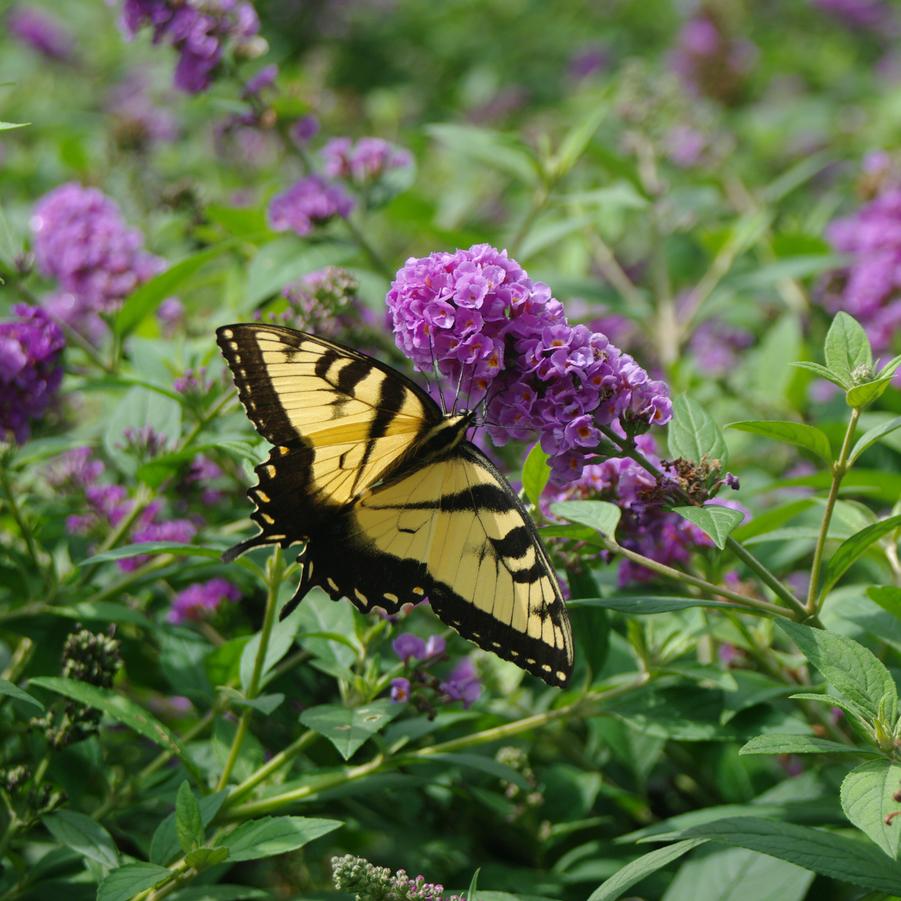 Buddleia x Lo & Behold 'Blue Chip' - Butterfly Bush