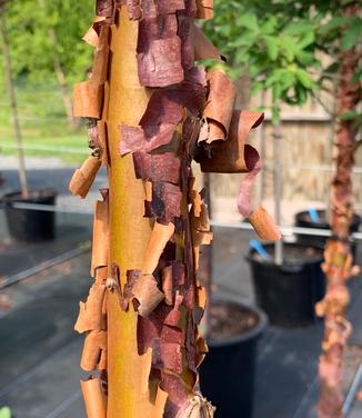 Acer griseum - Paperbark Maple from Pleasant Run Nursery
