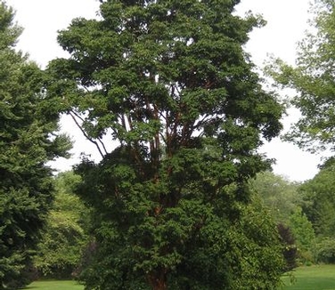 Acer griseum 