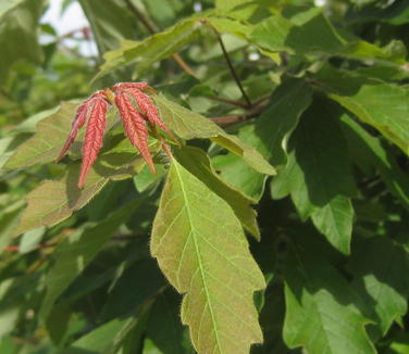 Acer griseum