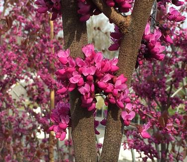 Cercis x Merlot