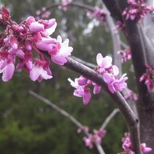 Cercis canadensis Forest Pansy