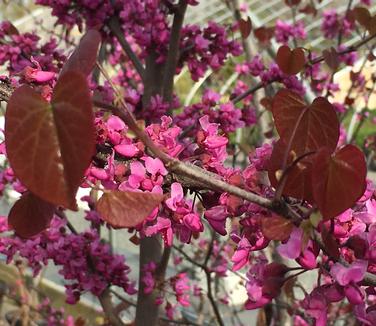 Cercis x Merlot