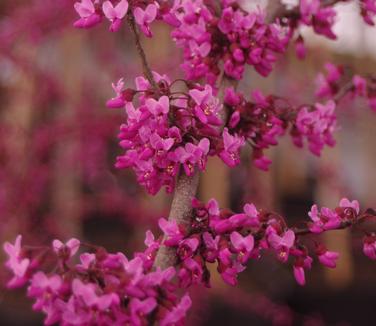 Cercis x Merlot