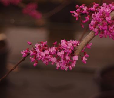 Cercis canadensis Ruby Falls - Redbud