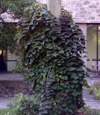 Cercis canadensis Ruby Falls (Scott Arb)