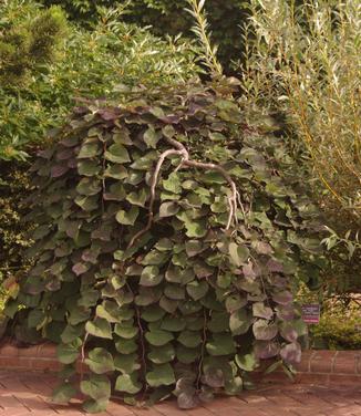 Cercis canadensis Ruby Falls (@ JC Raulston)