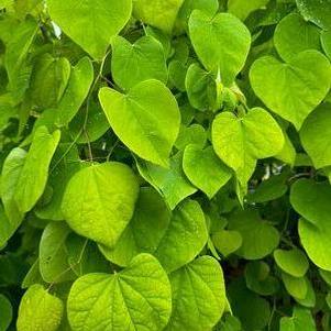 Cercis canadensis Golden Falls®