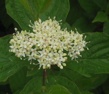 Cornus sericea (stolonifera) Baileyi