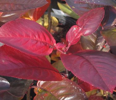 Aronia melanocarpa 'Viking' - Black Chokeberry