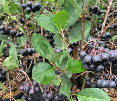 Aronia melanocarpa 'Viking'