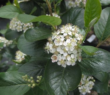 Aronia melanocarpa Viking - Black Chokeberry