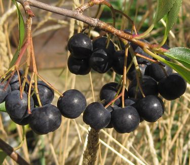 Aronia melanocarpa Viking - Black Chokeberry (Highline NYC)