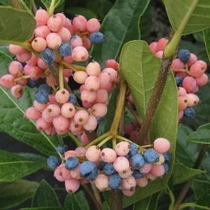 Viburnum nudum Brandywine™