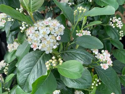 Aronia melanocarpa 'Viking' - Black Chokeberry from Pleasant Run Nursery