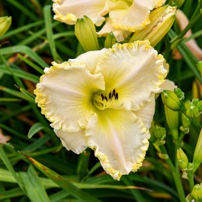 Hemerocallis Marque Moon