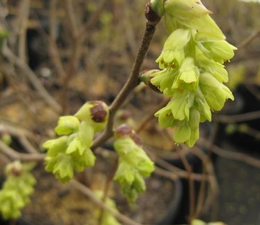 Corylopsis veitchiana 