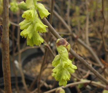 Corylopsis veitchiana - Veitch Winterhazel