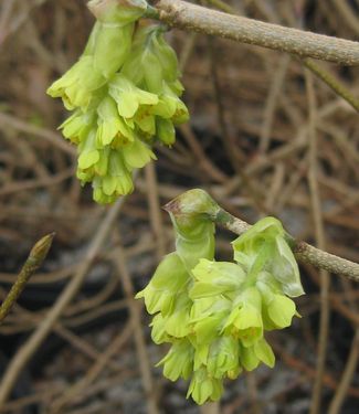 Corylopsis veitchiana