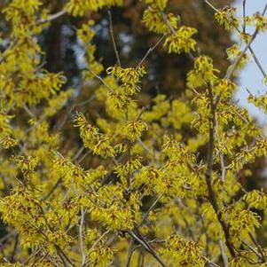 Hamamelis x intermedia Arnold Promise